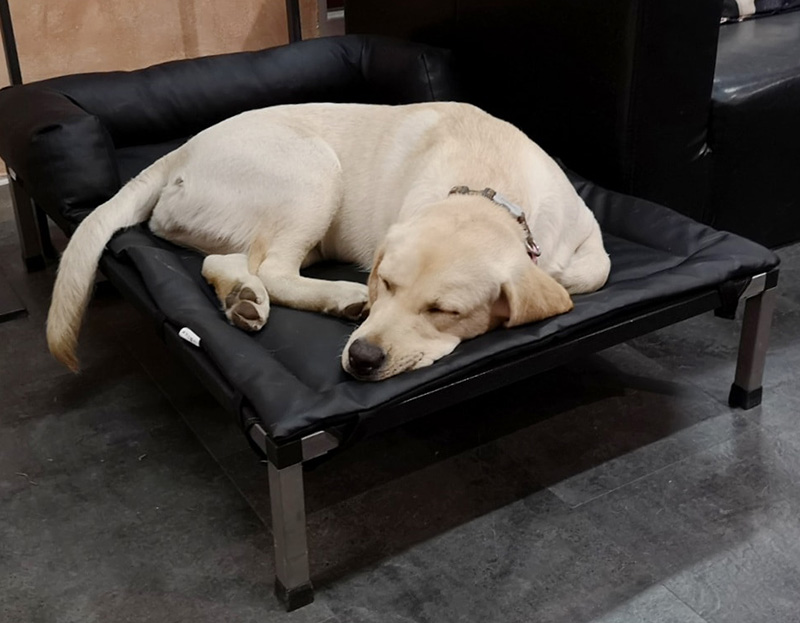 x labrador